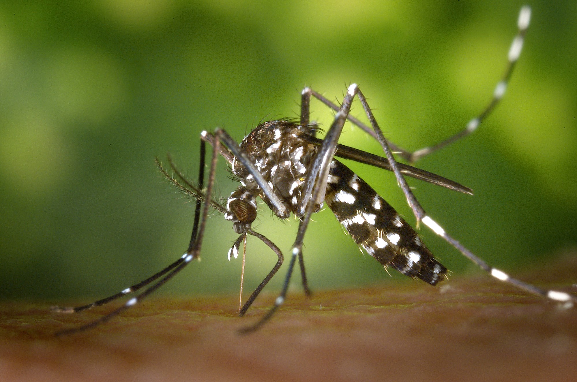 Mosquitos that carry the virus are not found in New York.