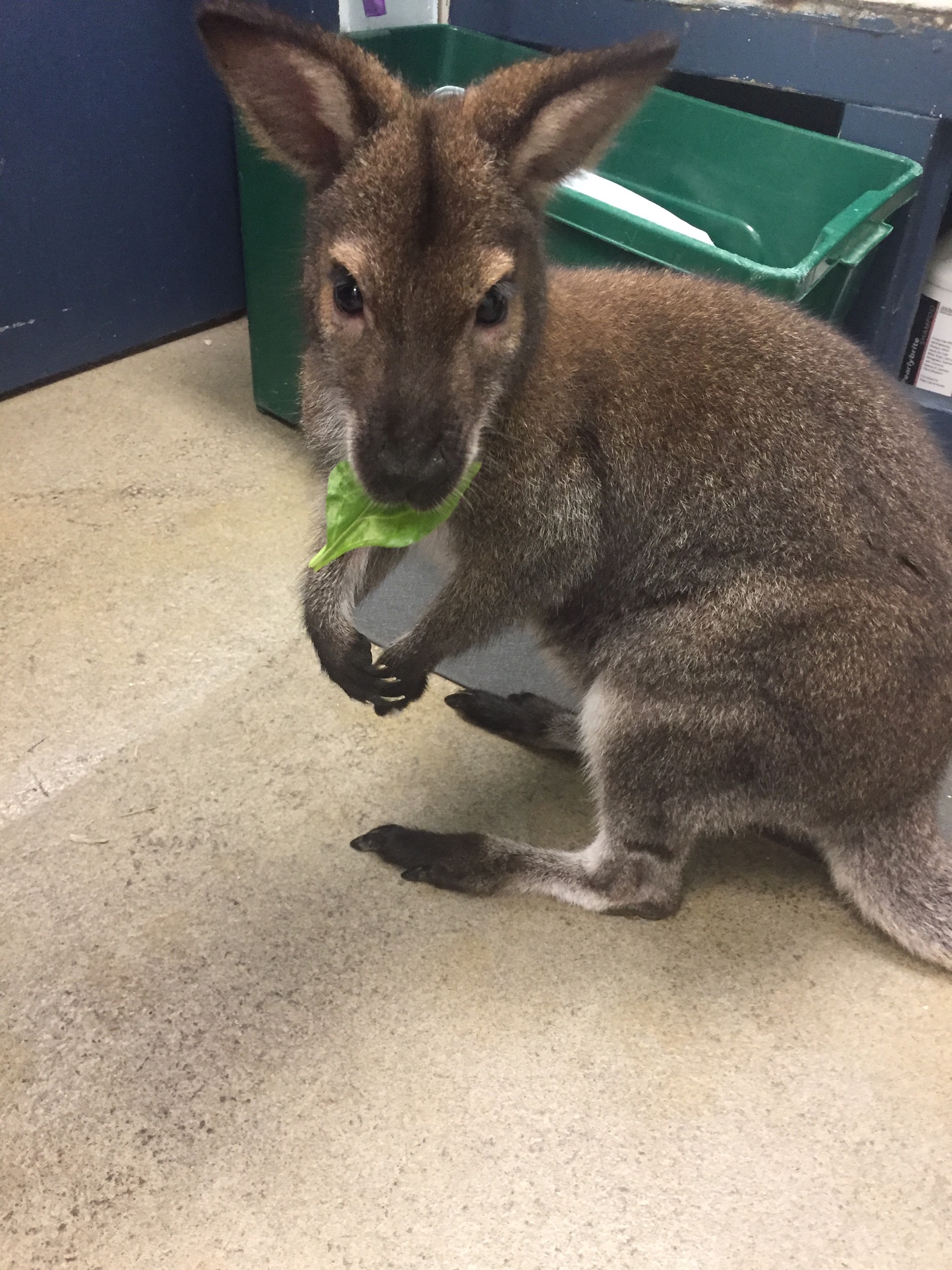 A wallaby found starving in an East Rockaway garage has gained 2.5 pounds at the Mineola Animal Hospital, where he was admitted on Jan. 31.