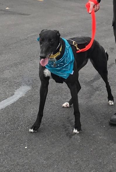 Grateful Greyhounds, a nonprofit organization, is dedicated to placing dogs like Sara, who is currently up for adoption, into suitable and loving homes.