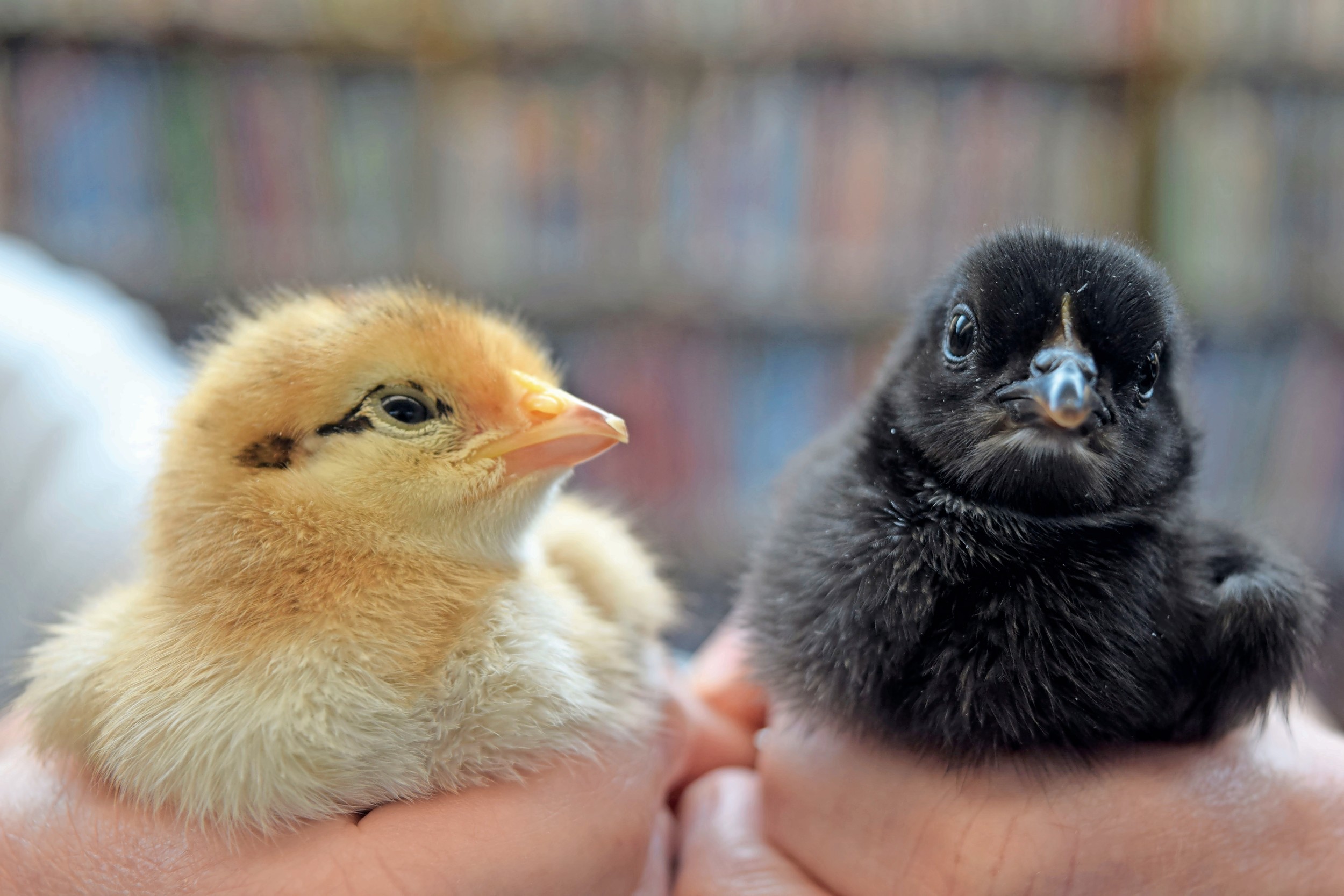 The Wantagh Public Library staff welcomed 10 chicks into the world on April 17 and 18. Librarians developed a program called From Egg to Chick to teach young patrons about how the birds develop.