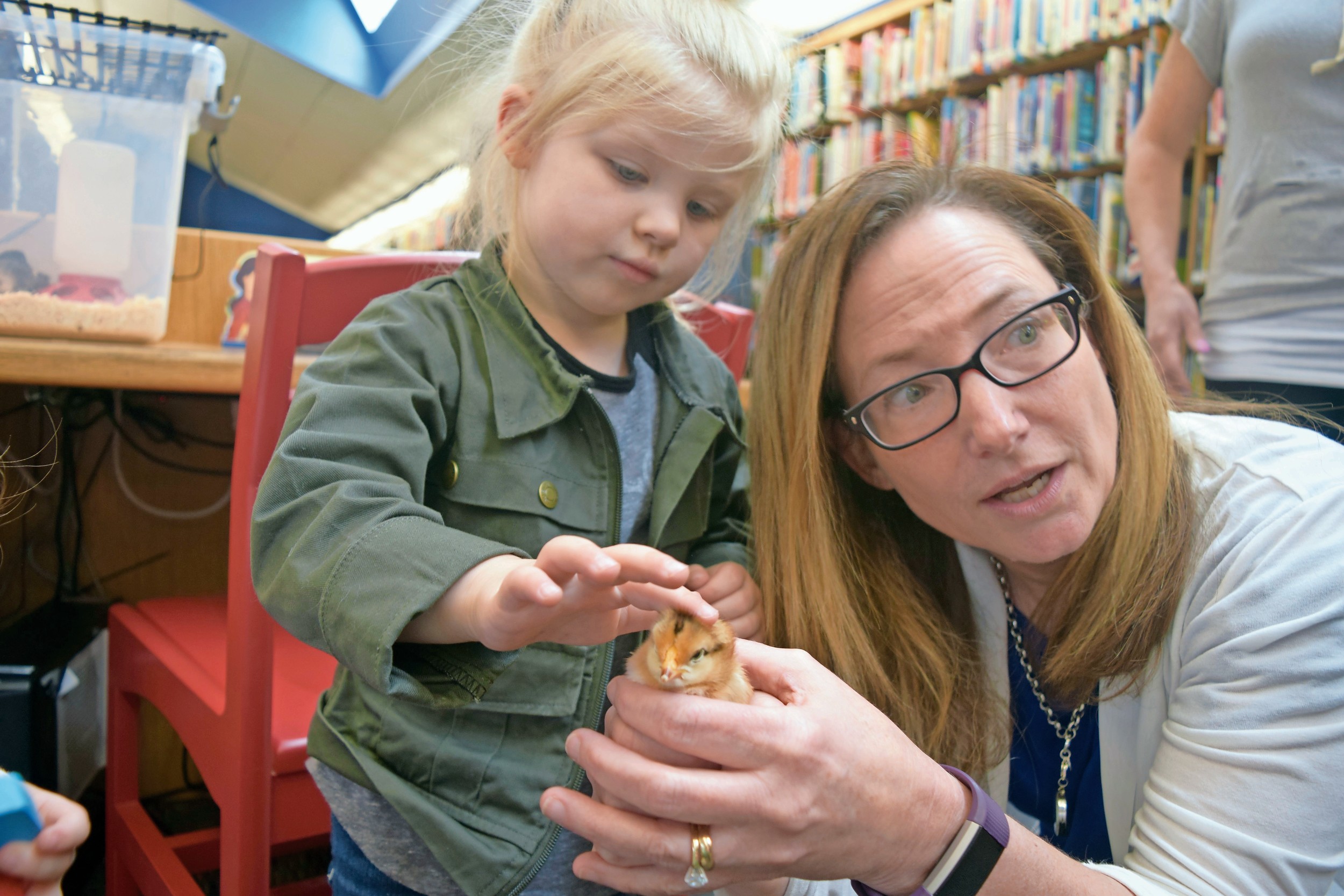 Kerrigan, 3, gently pet one of the chicks, with help from Children’s Librarian Susan Finck.