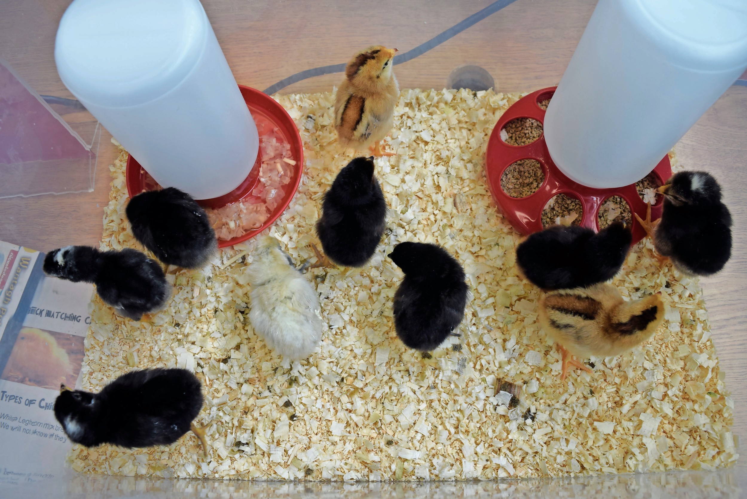 The Cornell Cooperative Extension of Suffolk County brought a dozen eggs to the Wantagh Public Library — 10 of which hatched last week.