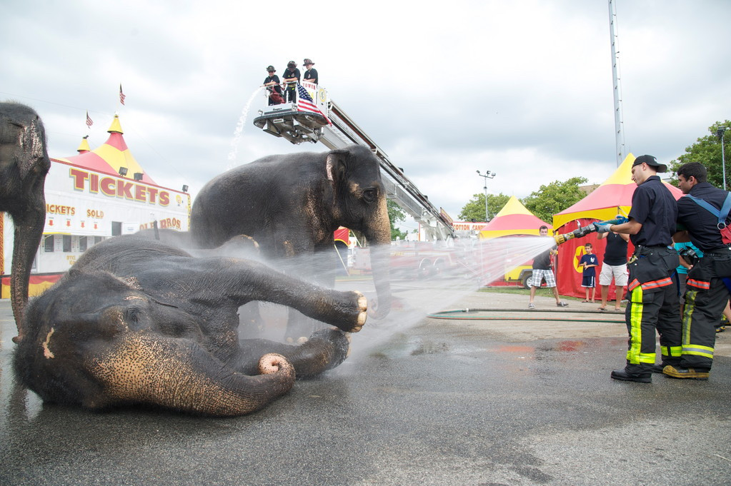 Elephants got a wash down at The Cole Brothers Circus — which shut down in 2016 — at Fireman’s Memorial Field in Oceanside in 2012. PETA and other animal rights activists condemn these publicity stunts, saying they abuse the animals.
