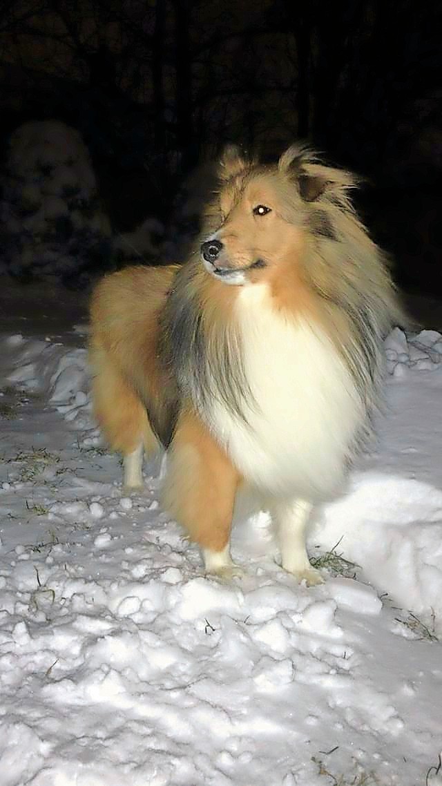 Simba, a shetland sheepdog, braved the winter cold in East Meadow last Thursday.