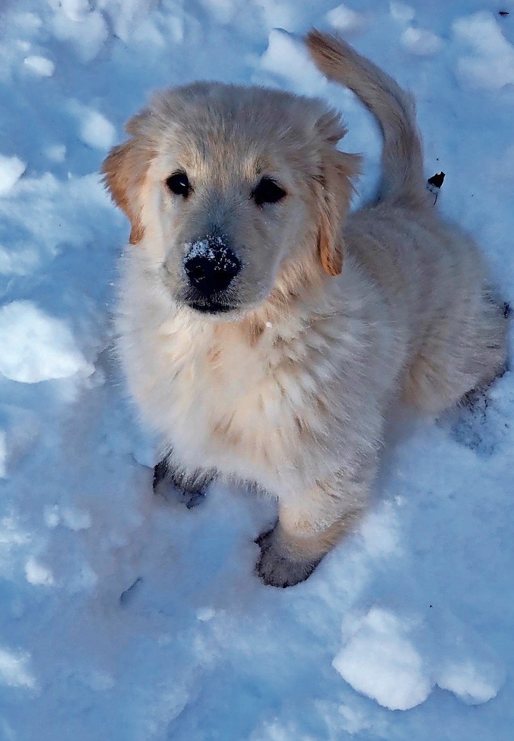Oakley, a 3-month golden retriever puppy, was happy to sniff around in the snow in Wantagh.