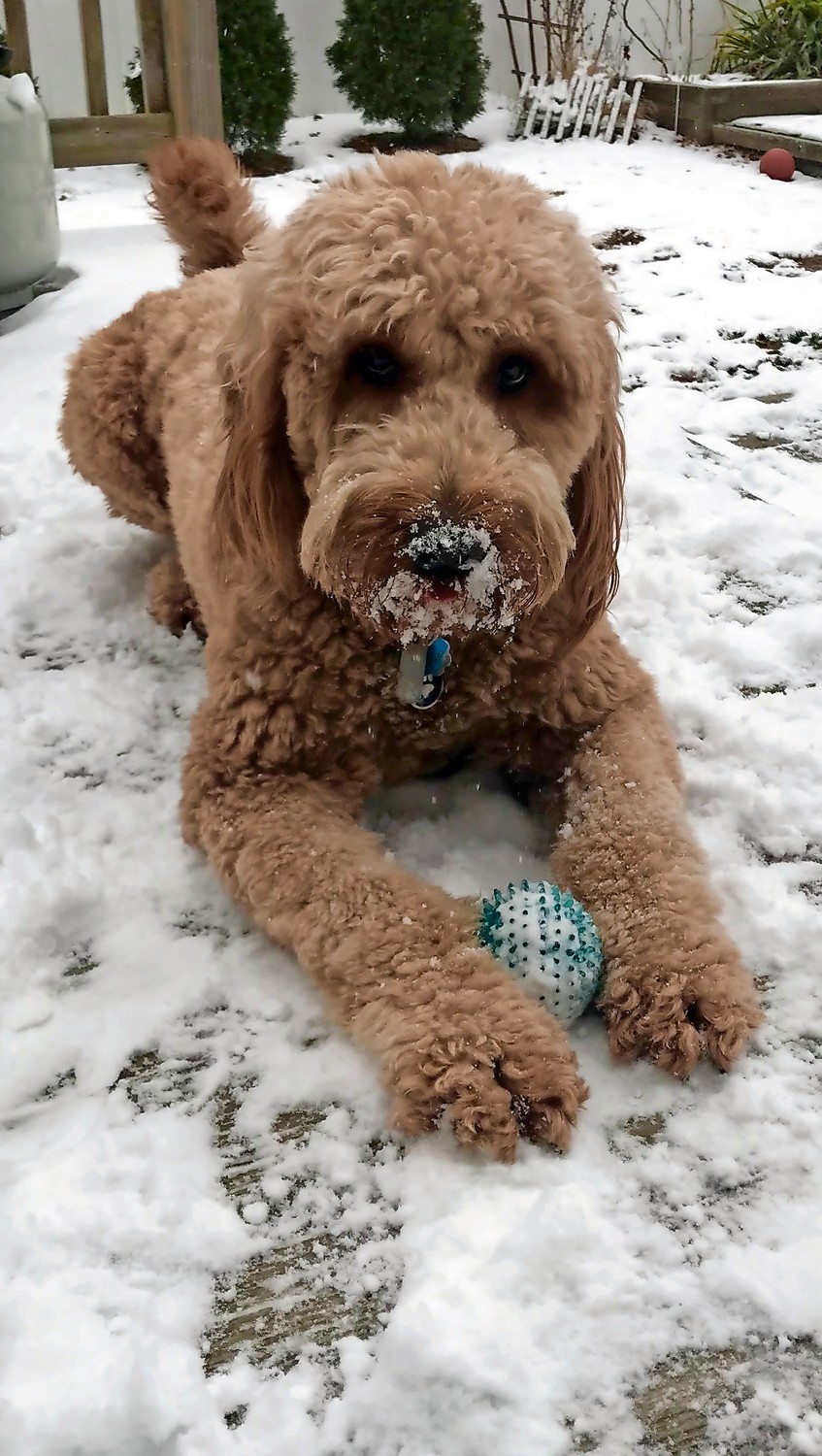 Jax, a 2-year-old goldendoodle, had fun playing in the first snowfall of the year outside of his home in North Wantagh last week.