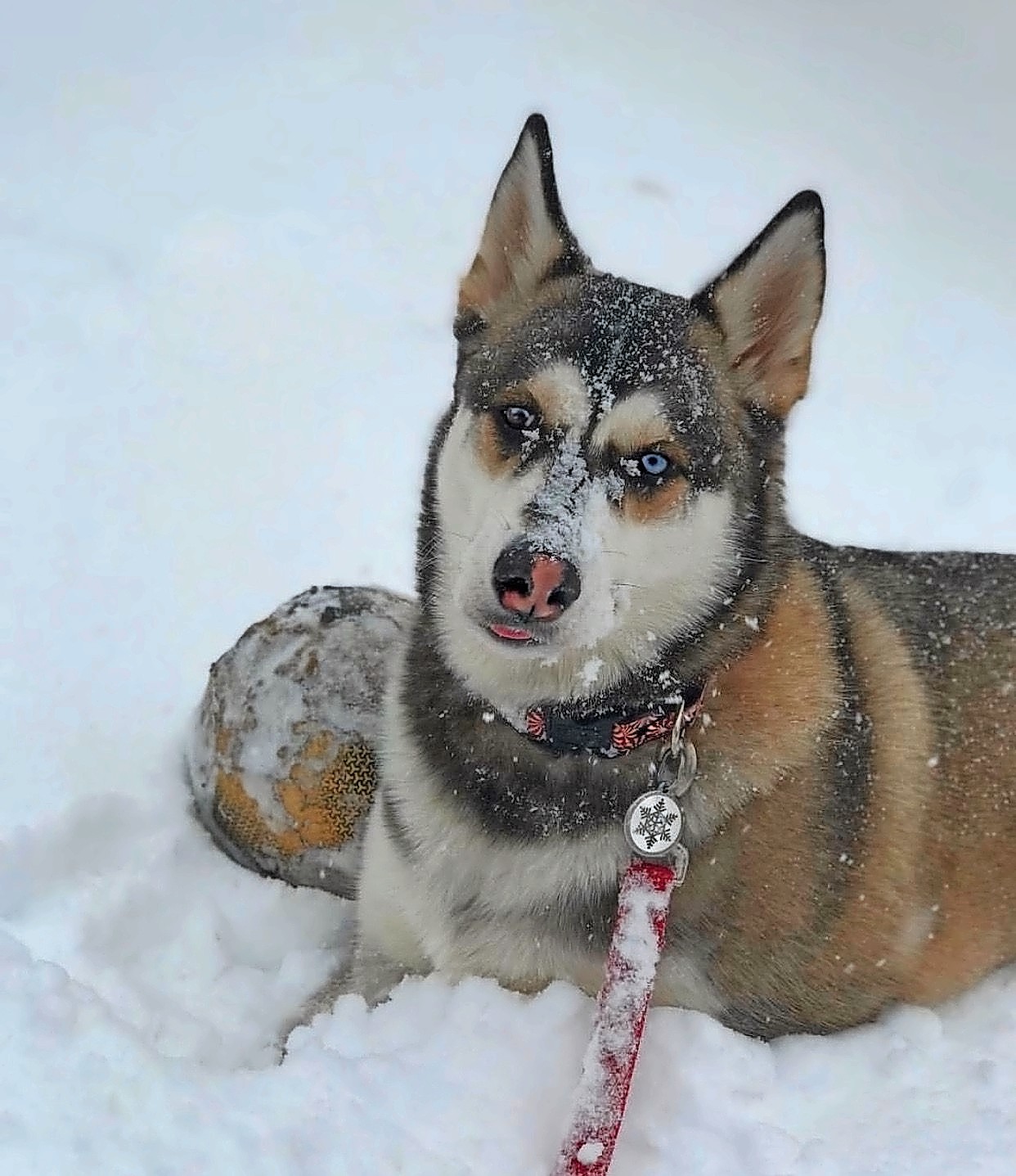 Alaska, a 1-year-old husky, was in her element last week as she bopped around in the first snowfall of the year outside of her home in Levittown.