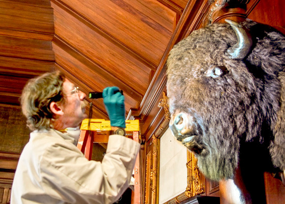 March 30, 2015. Conservator Ron Harvey evaluating the condition of the two Bison/ American Buffalo heads on either side of the hearth in the North Room. This buffalo's eye had fallen out and Ron is working to replace it.