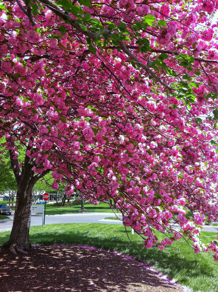 About half of the residents that are choosing to replant selected the Kwanzan Cherry tree.