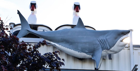 This giant Great White Shark used to rest atop a building in Valley Stream until the town gave them a cease and desist order. The owner knew Jimmy would give the shark a good home at his shop. It currently sits at the top of the building on buffalo ave in front of two giant swan paddle boats.