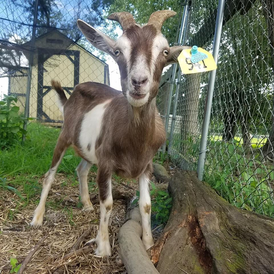 Houdini the goat safe at Chenoa Manor, an animal sanctuary, in Pennsylvania