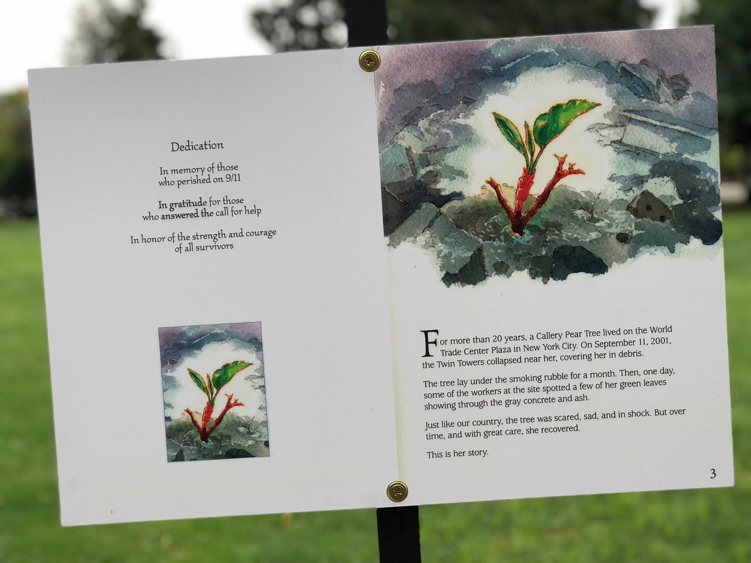 The story of the tree that survived the collapse of the World Trade Center on Sept. 11, 2001, is posted around the Village Green.