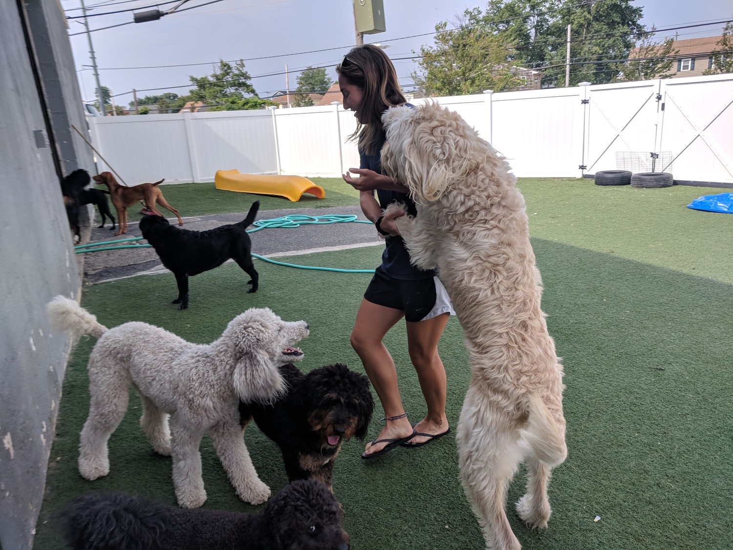 At Hounds Town USA in Island Park, the dogs being cared for are not kept in kennels and are allowed to roam free in the backyard, playing with each other. “No collar, no rules,” said employee Courtney Sills.
