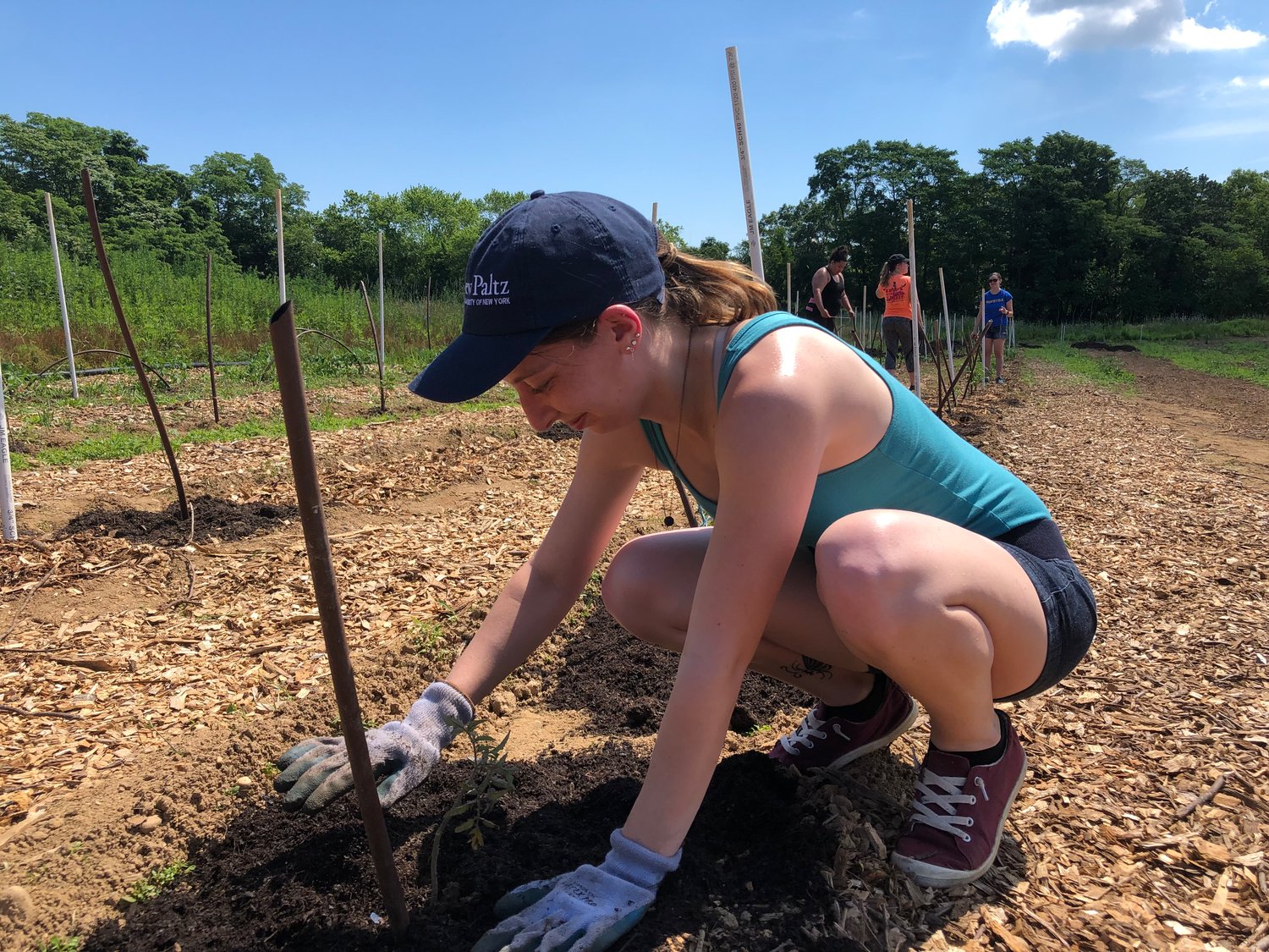 Briana Bonfiglio, reporter for the Oceanside-Island Park and Rockville Centre Heralds, spread compost around a tomato plant at the Island Harvest Farm, which sits on a two-acre plot leased from the Sisters of St. Joseph in Brentwood.