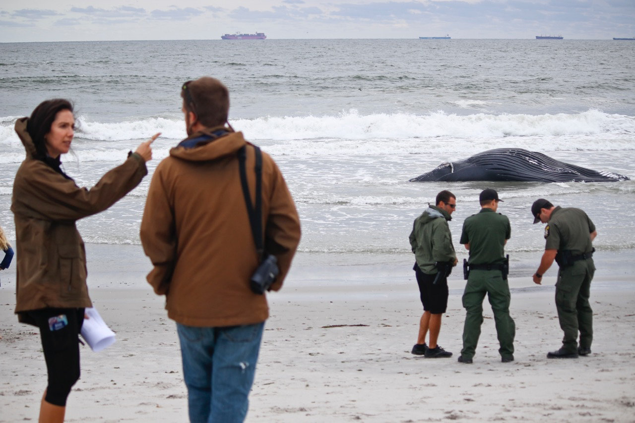 Several agencies worked together to remove the humpback whale from the shoreline.