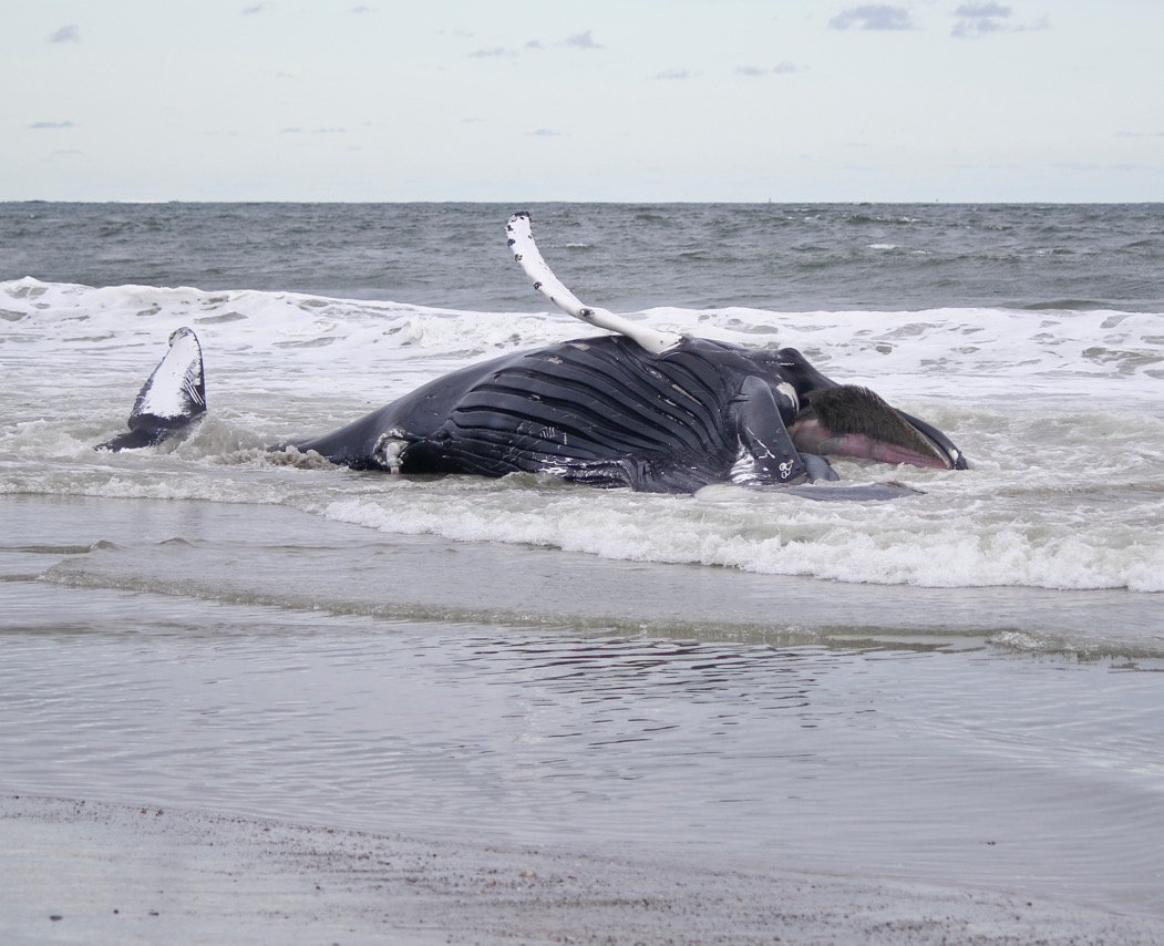 A dead humpback whale washed up ashore at Lido Beach Town Park West on Sept. 30.