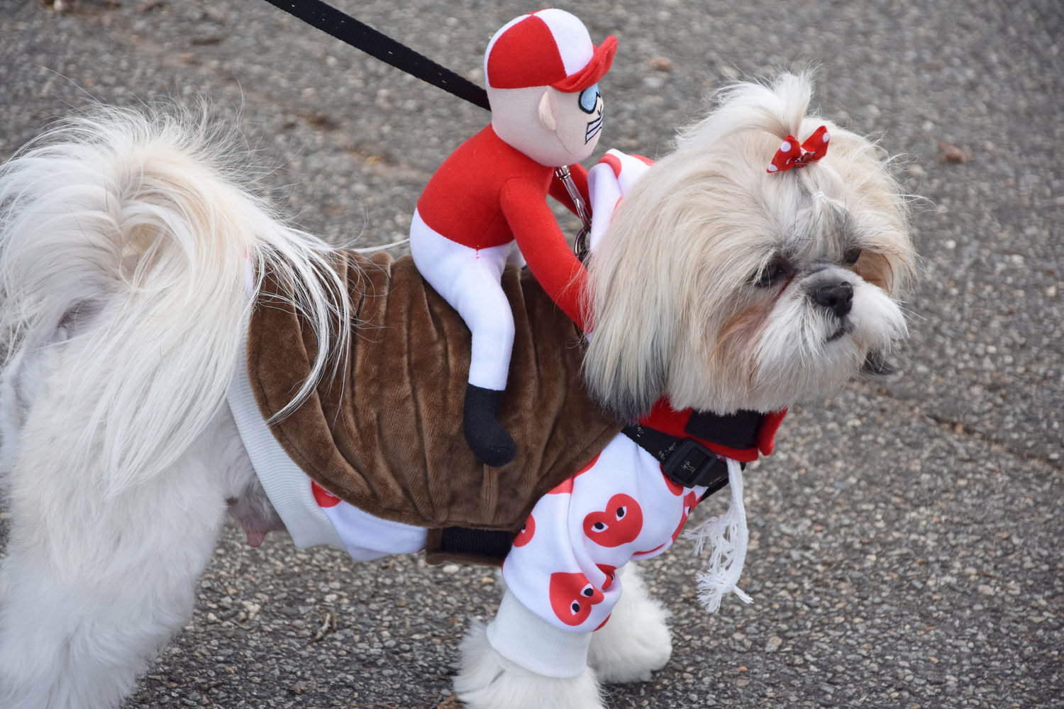 Valley Stream dogs celebrate a spooktacular Howl-o-Ween | Herald Community  Newspapers 