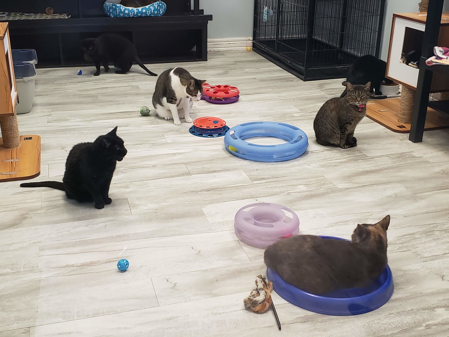 Hopkins Rescue a sanctuary for all cats | Herald Community Newspapers |  