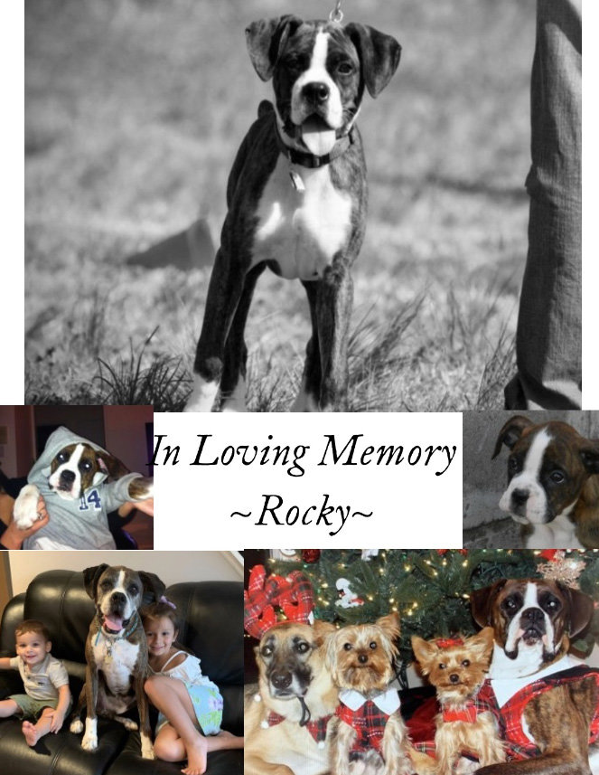 Jennifer created a collage of photos of their dog, Rocky, who died at age 9 and inspired the supplies drive. Featured in the collage are the Bevilacquas’ children, Anthony Jr., 2, bottom left, and Gabriella, 6, and their other dogs, a German shepherd named Sadie and two Yorkshire terriers, Bella and Romeo.