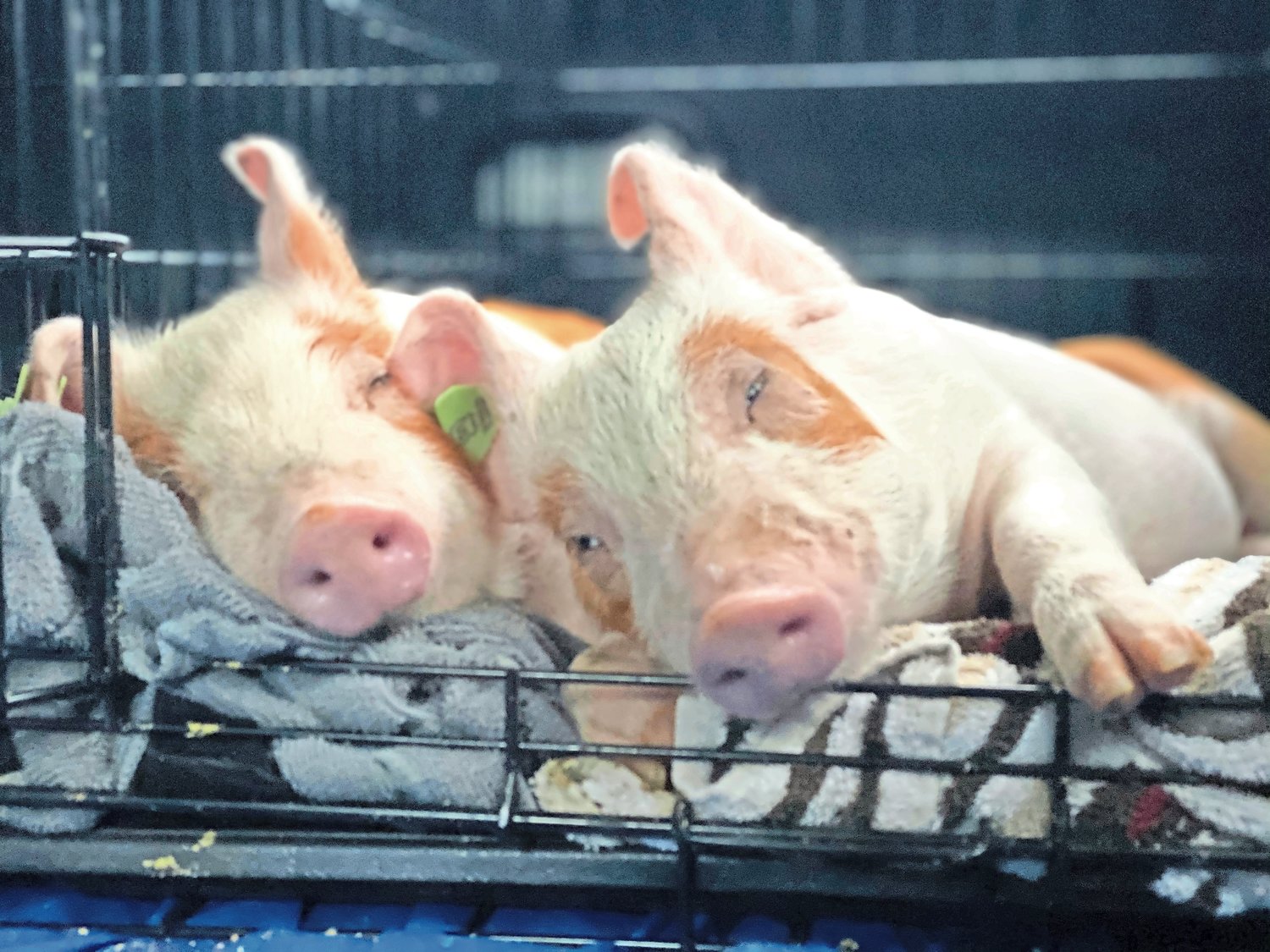 Malvernite John Di Leonardo rescued two pigs, Regan and Russell, from an Iowa factory farm last month.