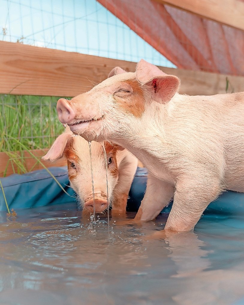 The pigs were relocated to Arthur’s Acres Animal Sanctuary in Parksville, N.Y.