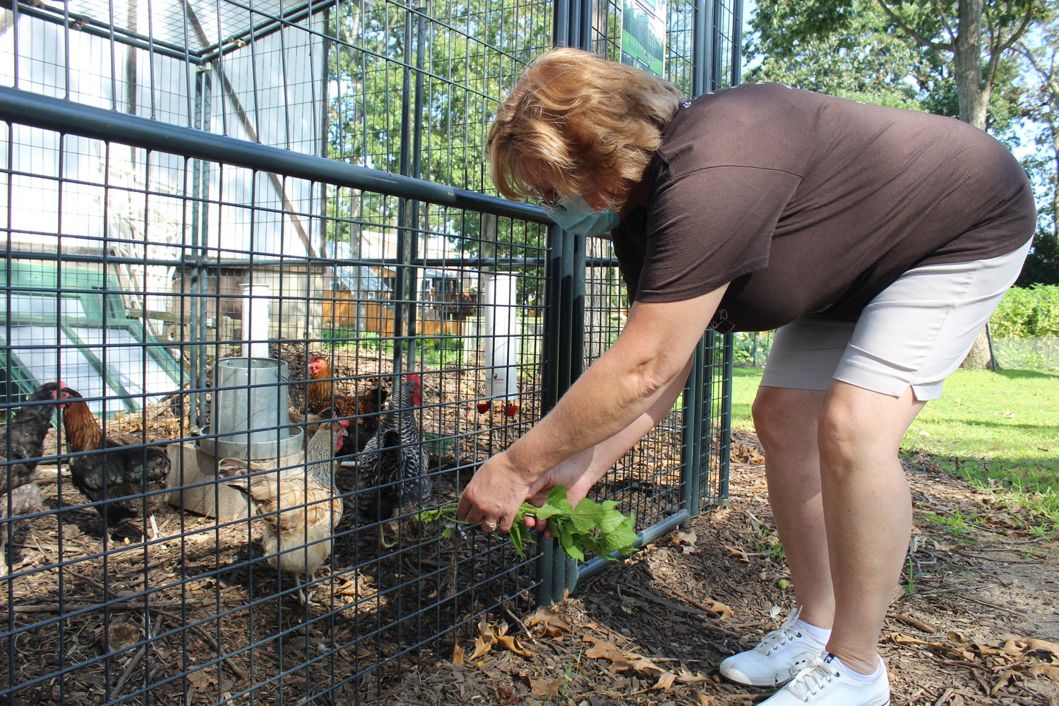 Black, of North Bellmore, fed some leafy greens to the chickens at St. Francis Episcopal Church.