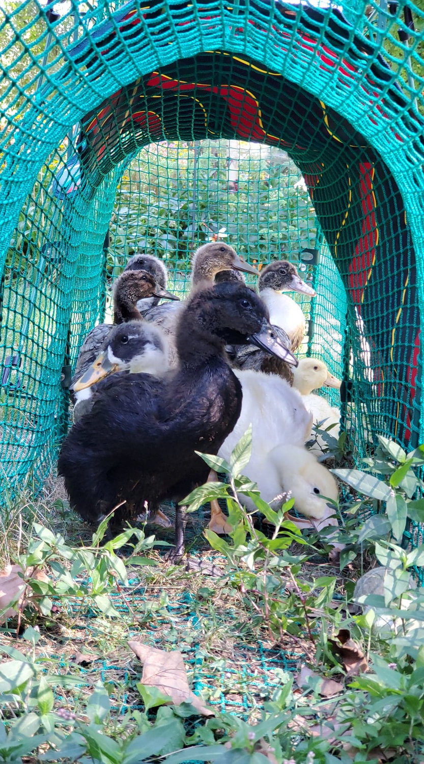 More than 100 domestic ducks were rescued in the Town of Hempstead last year, including about 75 in Baldwin. Most pictured above were rescued from Baldwin Harbor.