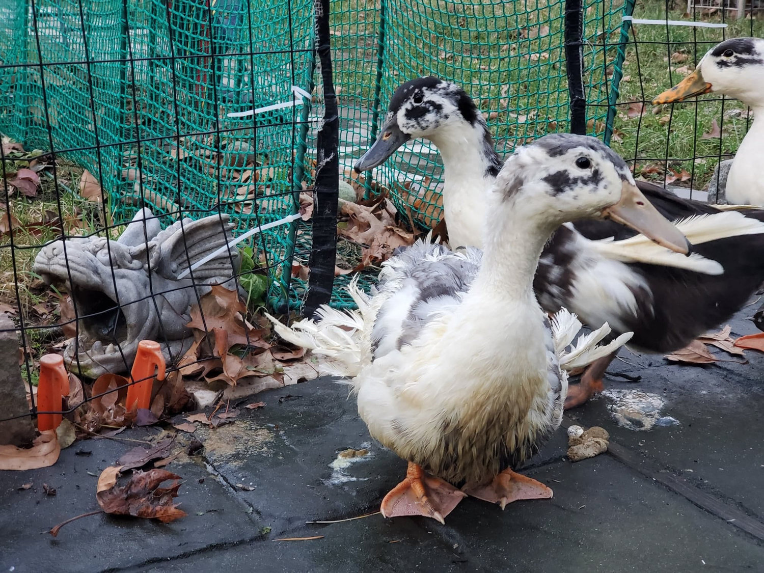 Di Leonardo is keeping several ducks at his home in Malverne until he finds an animal sanctuary for them.