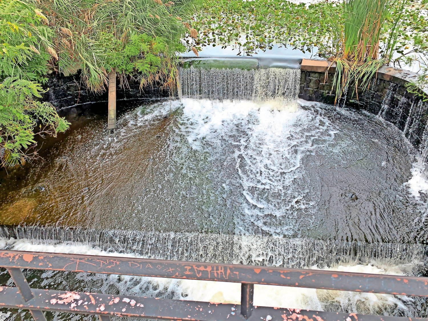 The dam at the end of Bellmore Creek blocks herring from spawning in Mill Pond. The Fish Passage Project will soon take public input from residents on the installation of a ladder or man-made channel to help them pass.