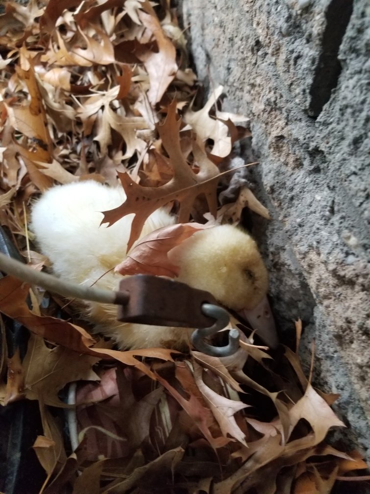 Speiser recovered the frozen duckling from behind a trash bin in Halls Pond Park in West Hempstead, where LION believes the duck was abandoned by an owner.