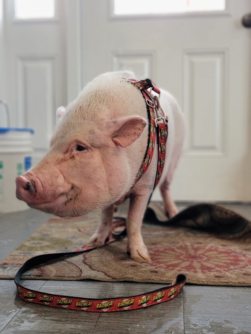 Bacon the Pig is one of Animal General’s satisfied patients.
