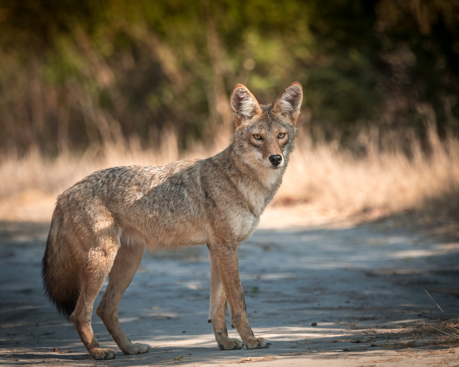 Coyote numbers on Long Island have been increasing.