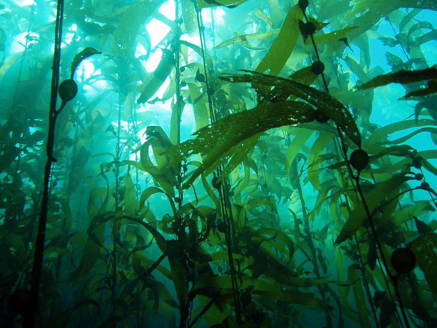 Sugar kelp are seeded in a land based nurser, and then placed in marine waters to grow out.