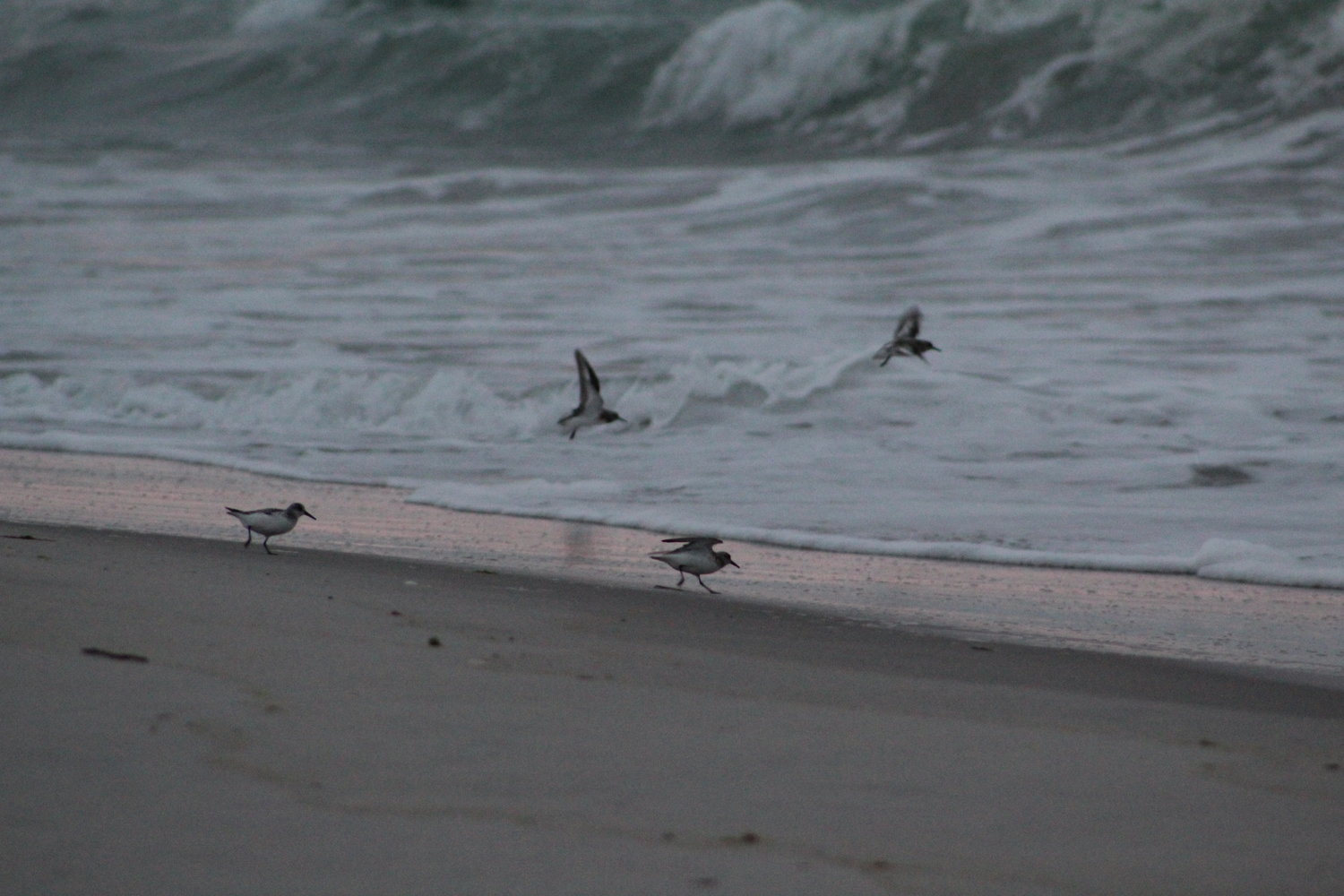 Juvenile sanderlings spring into action at Jones Beach.