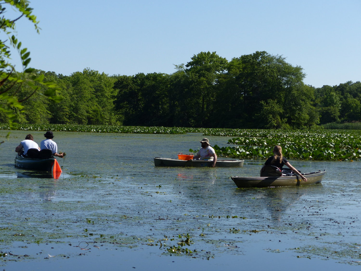 Department of Environmental conservation workers and volunteers pulled water chestnut out of the pond in kayaks and canoes, which aren't usually allowed in Nassau County ponds.