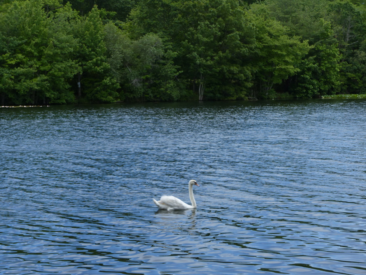 A swan swims in the north basin of Upper Twin Pond.