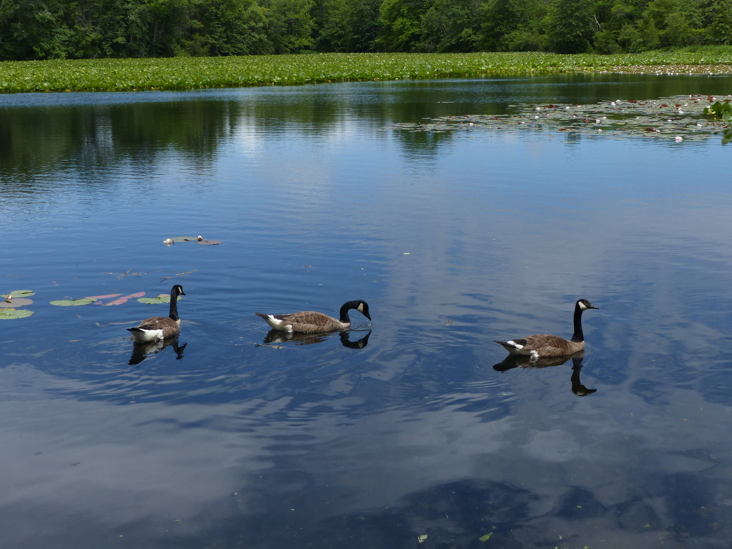 Geese swim in the south basin of Upper Twin Pond, in the spot easily accessible off of Park Avenue.