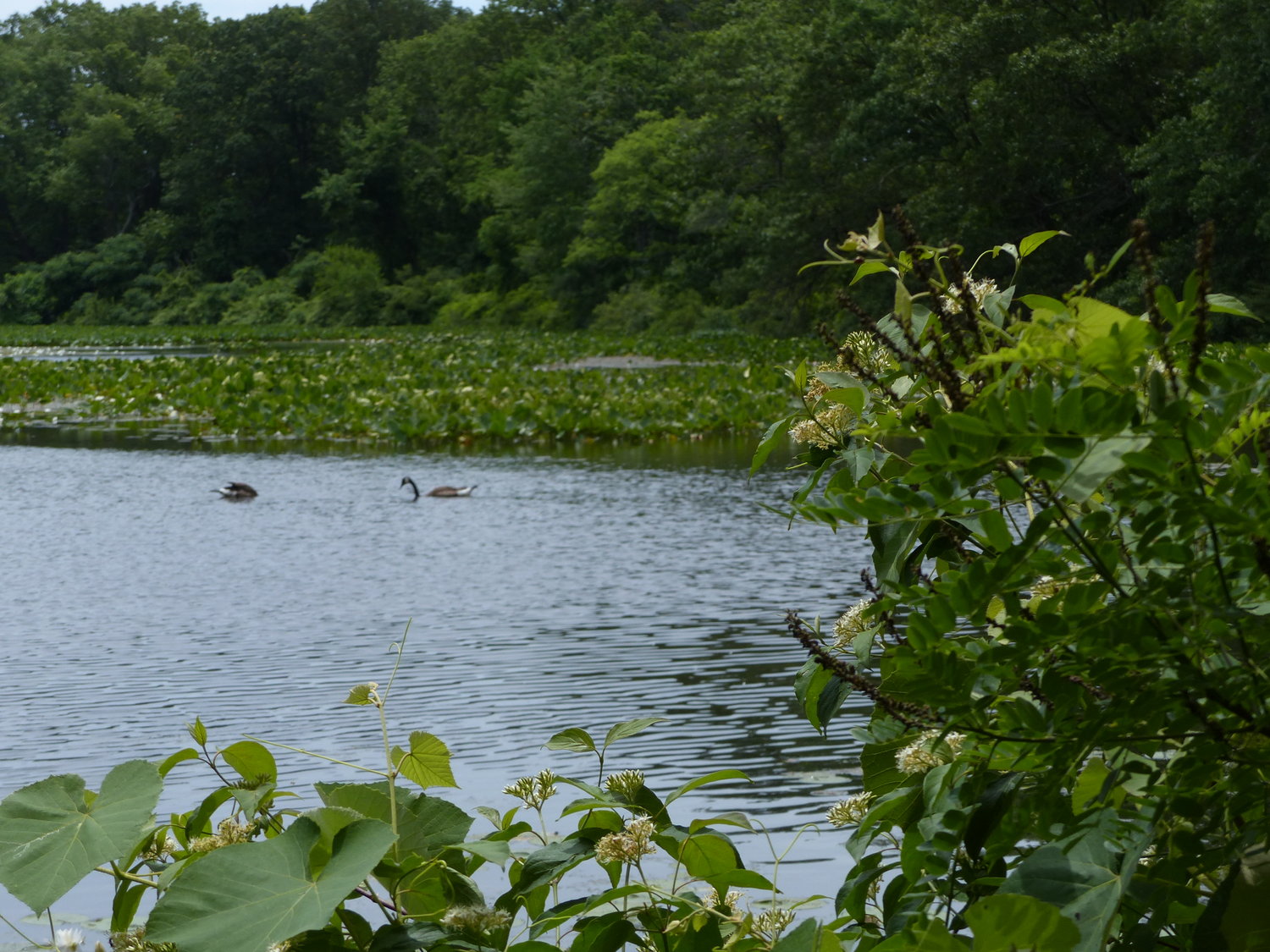 A view of Lower Twin Pond, which has much more vegetation than Upper. Lower Twin Pond flows south towards Mill Pond.