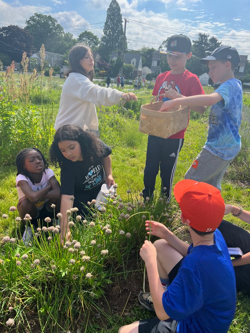 Valley Stream district 13 students were able to visit Crossroads Farms to pick lettuce leaves they’ve been cultivating for months and turn them into a salad for their enjoyment.