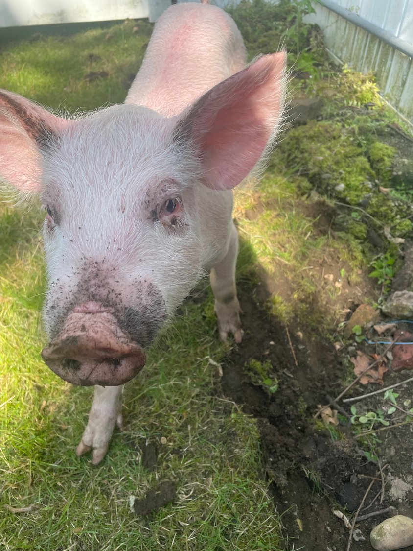 Before rescuers found Howard a new home at a sanctuary farm, he recovered from numerous ailments at Karenlynn Stracher’s home in Merrick.
