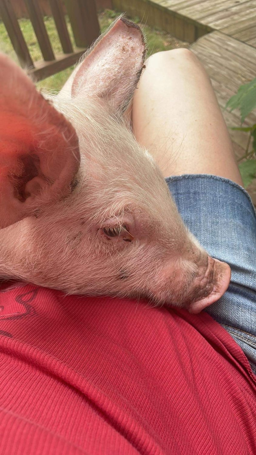 Howard, who will eventually grow to 800 pounds or so, quickly came to trust his rescuers, and bonded with Stracher.