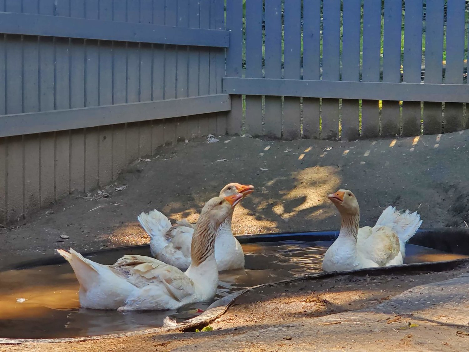 In the Town of Hempstead, it is illegal to own domestic water fowl. The geese, which suffered bruising and wing injuries, are now recovering, having been rescued by Humane Long Island.