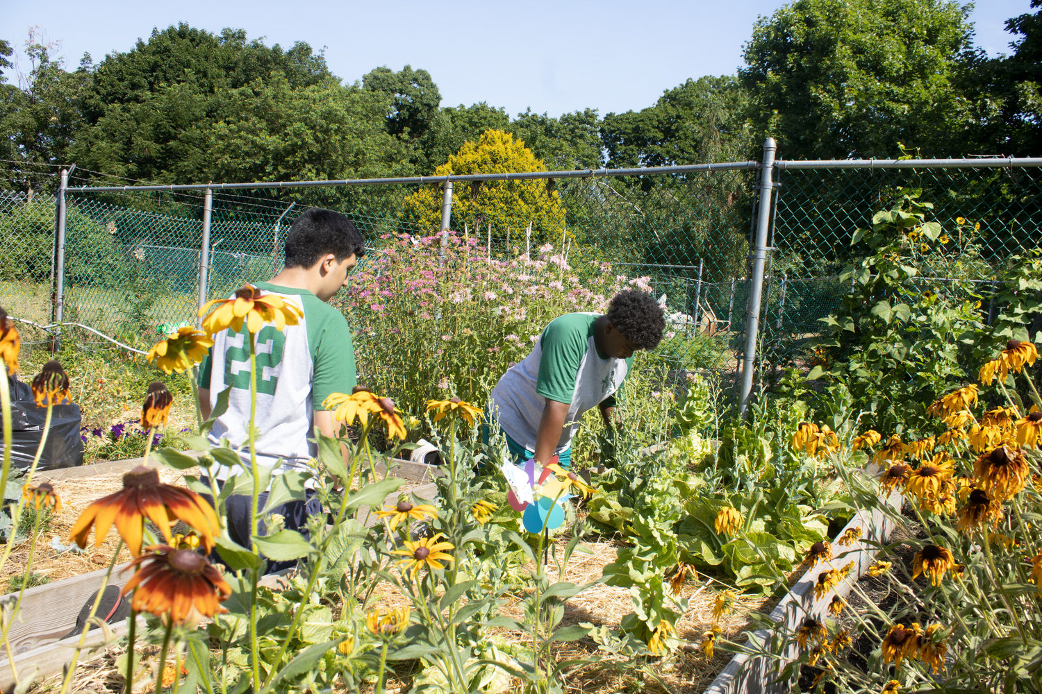 The Youth Bureau’s Green Team works on upgrading Glen Cove through beautification projects and working in the community garden.