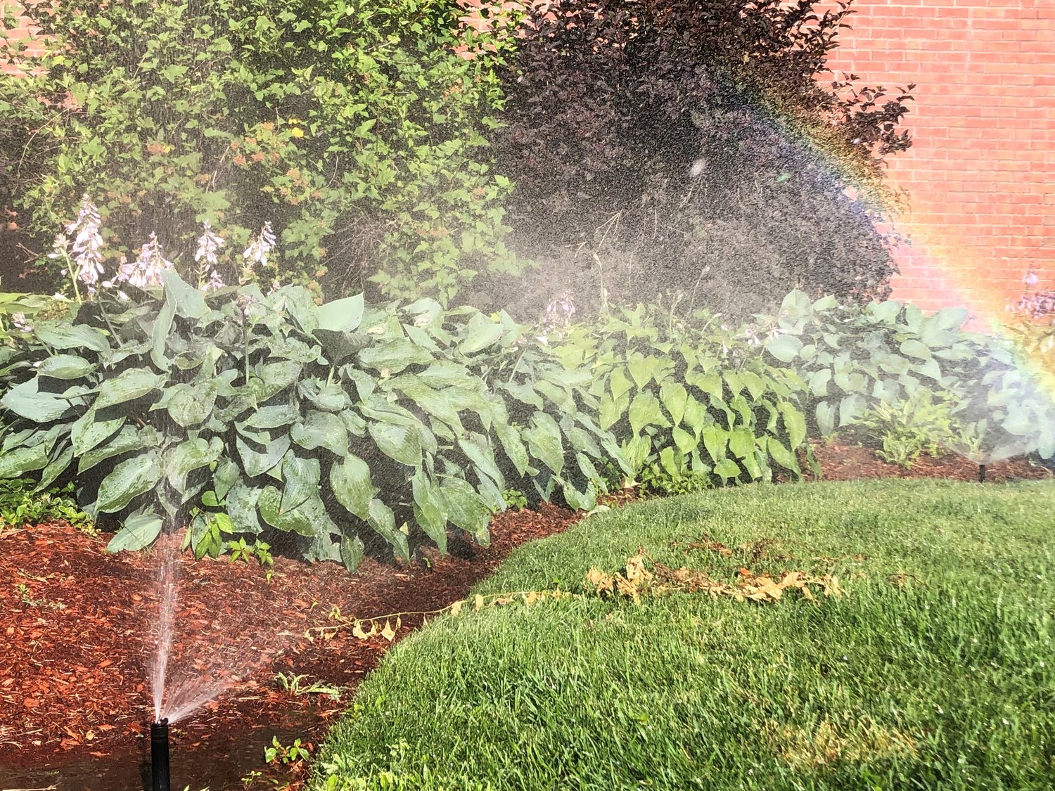 Lawn water usage is at an all time high, according to Liberty New York Water.