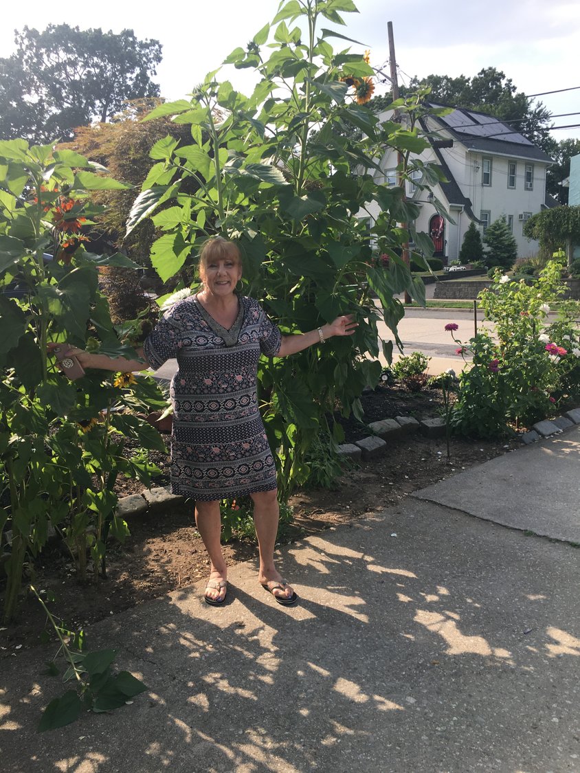 Geraldine Moccia-King is just 5-foot-3, which doesn’t give her a chance next to the giant sunflower she planted in her yard last spring. It was just nine feet here, but has since grown to more than 11 feet, with a chance to get even taller.