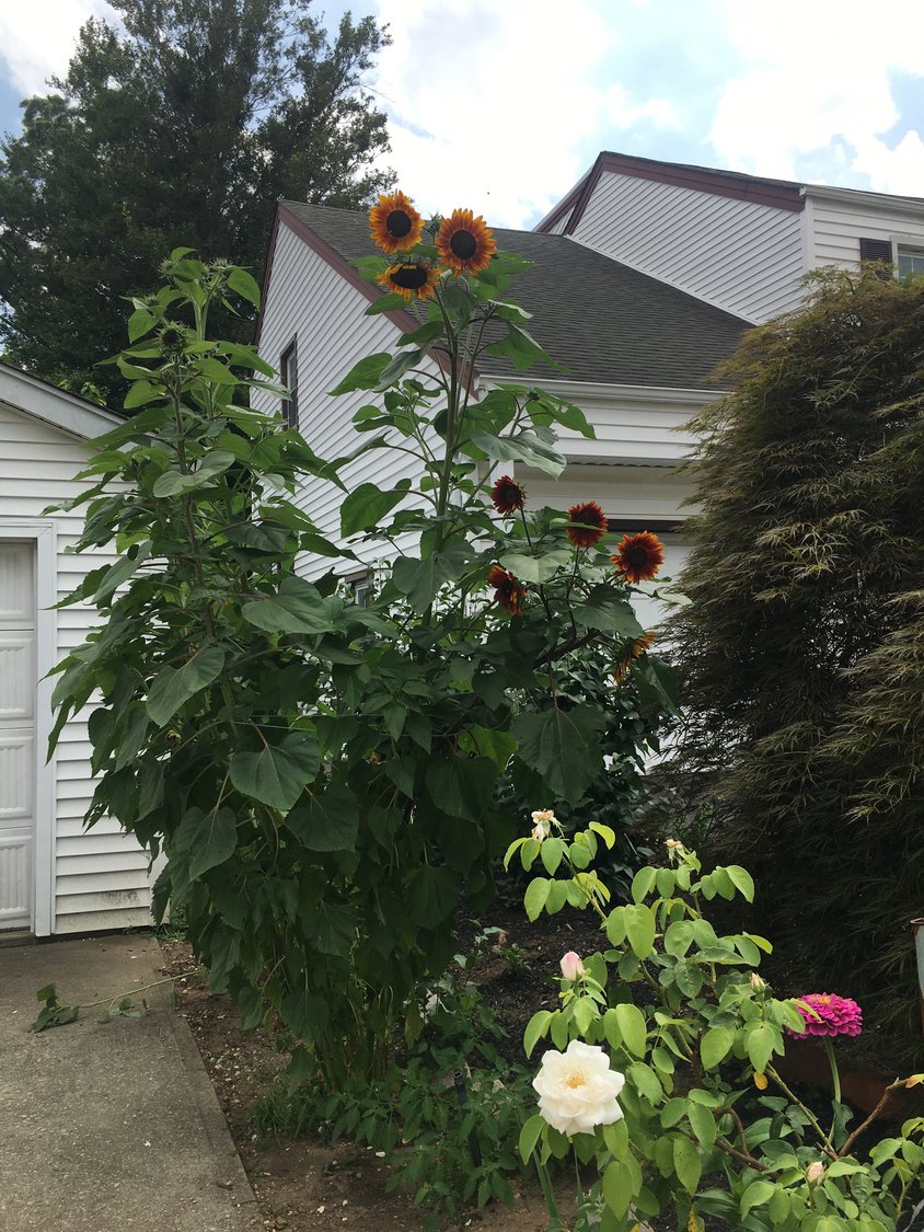 Geraldine Moccia-King thought she had planted just some   regular old sunflower last spring. It has since grown to more than 11 feet, with at least another month to go in its life.