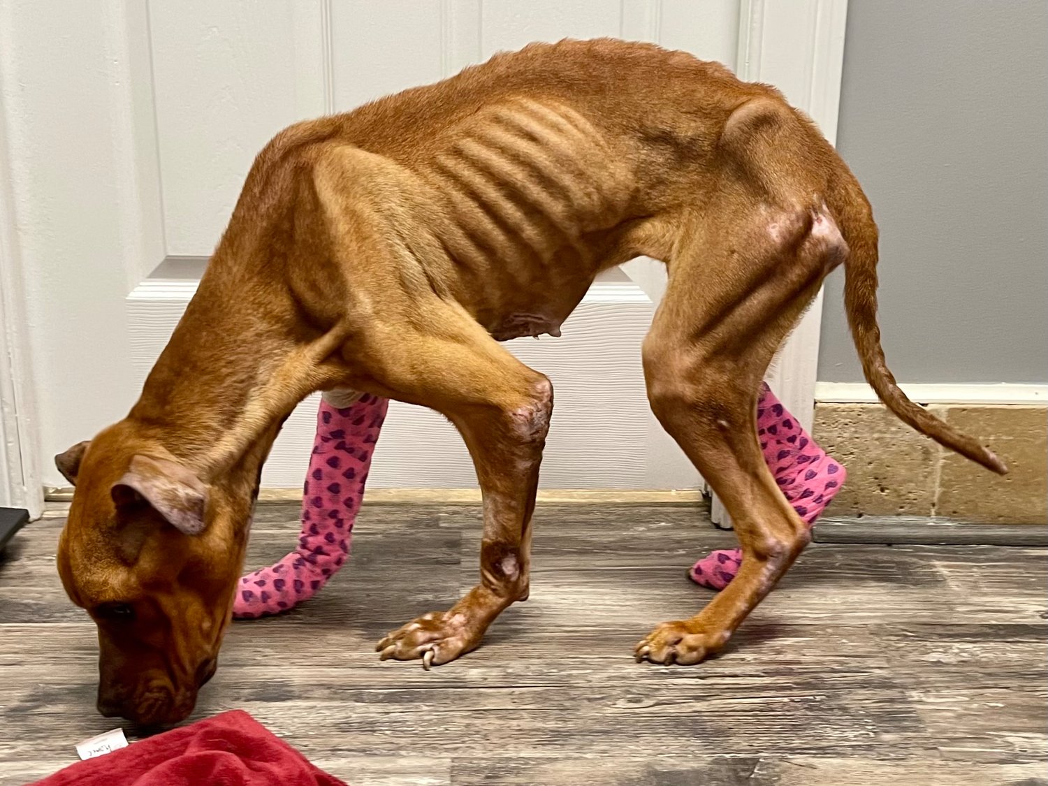 Animal shelter staff found an abandoned dog near death after the animal allegedly spent months caged and starving, authorities said.
