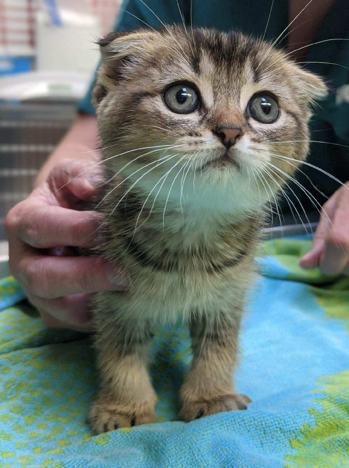 Owners of kittens like this one will have to look farther afield to get medical care following Glen Animal Hospital’s closing.