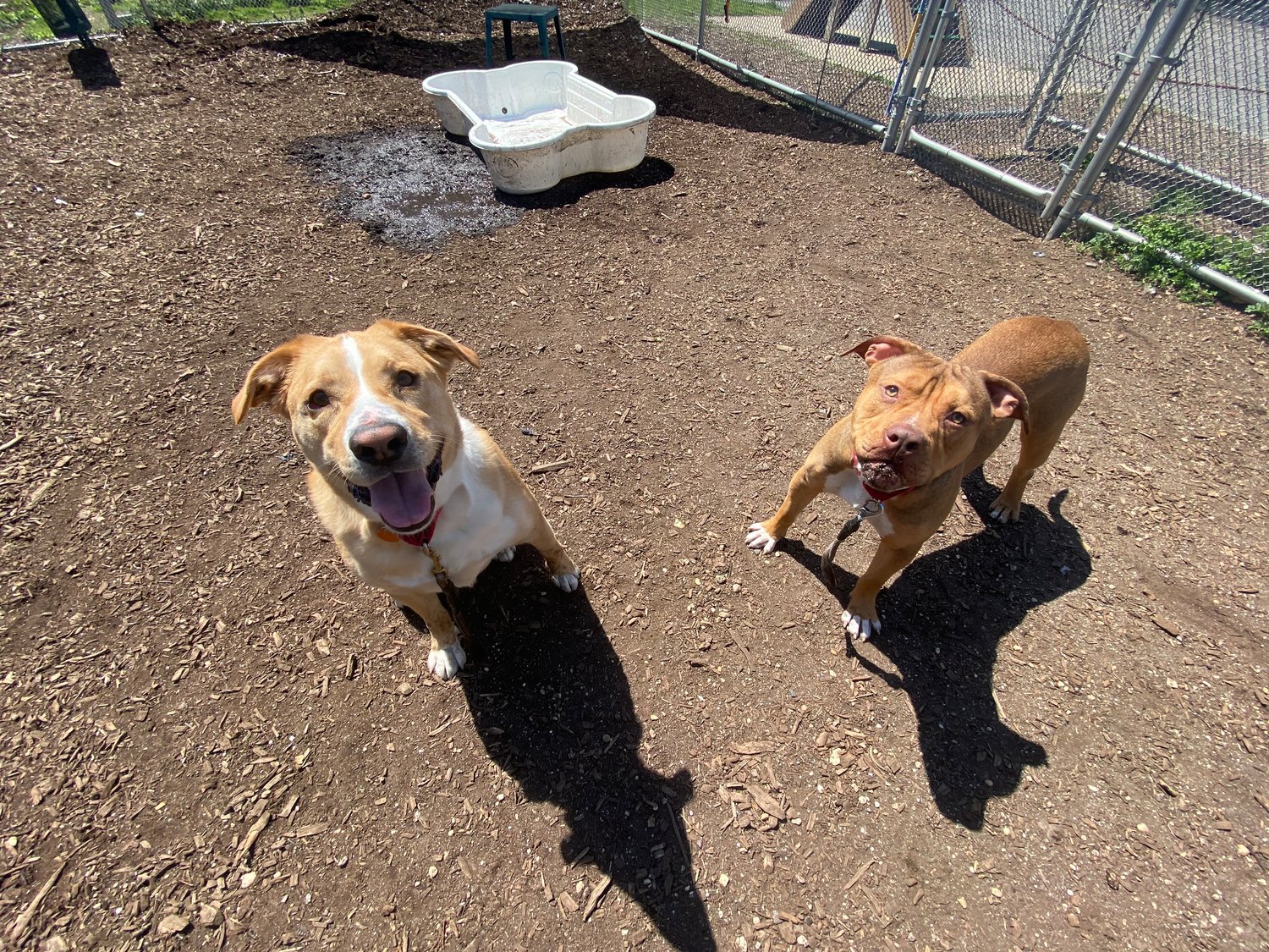 Dexter and Dunkin, two dogs currently available for adoption at the Town of Hempstead Animal Shelter. Located on Beltagh Avenue in Wantagh, the town’s lone shelter offers adoptions for pets like Dexter and Dunkin for $25.