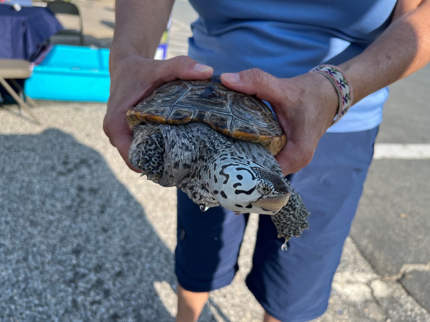 Jasper, a diamondback terrapin, was there as an example of the importance of protecting local wildlife.